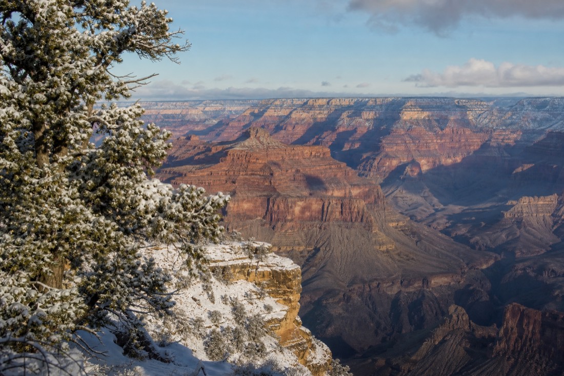 Fresh snow dusting ponderosa pines and the canyon edge at the South Rim on a cold clear winter morning